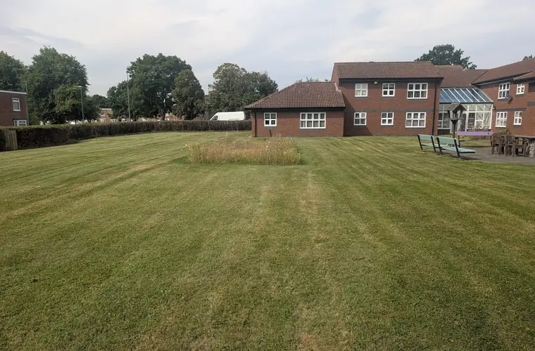 Striped communal lawn with a rectangle of wildflower meadow left standing in the middle of it, brick residential block and benches behind