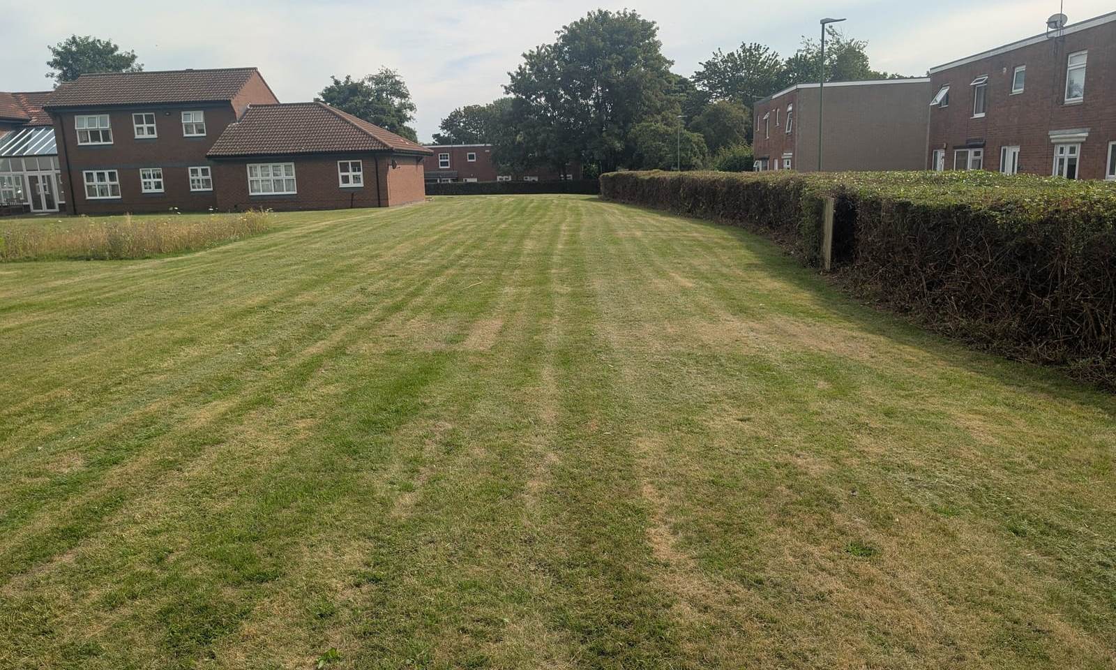 Striped lawn running beside a tall clipped boundary hedge towards brick residential blocks