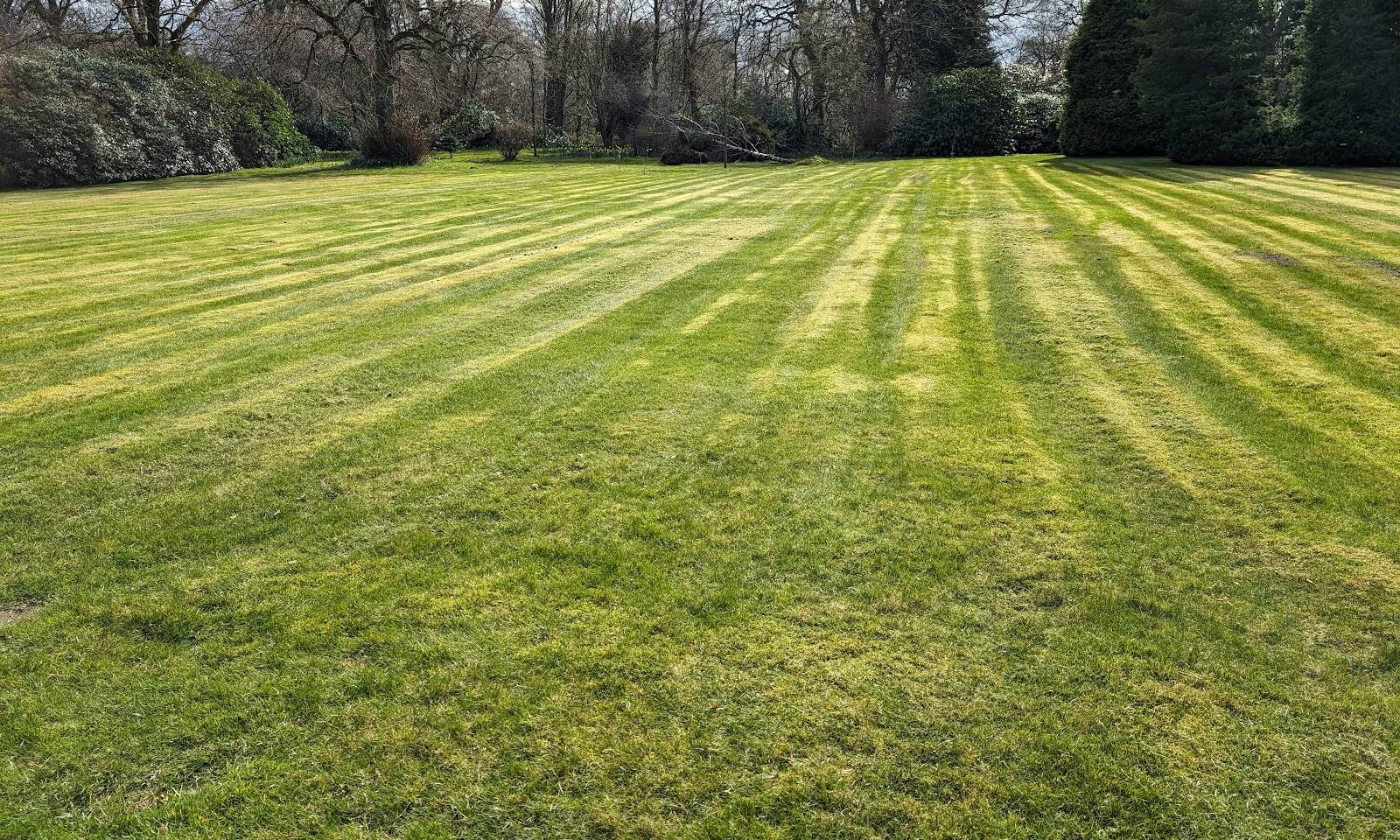 Wide parkland lawn mown in bold stripes with mature trees and conifers behind
