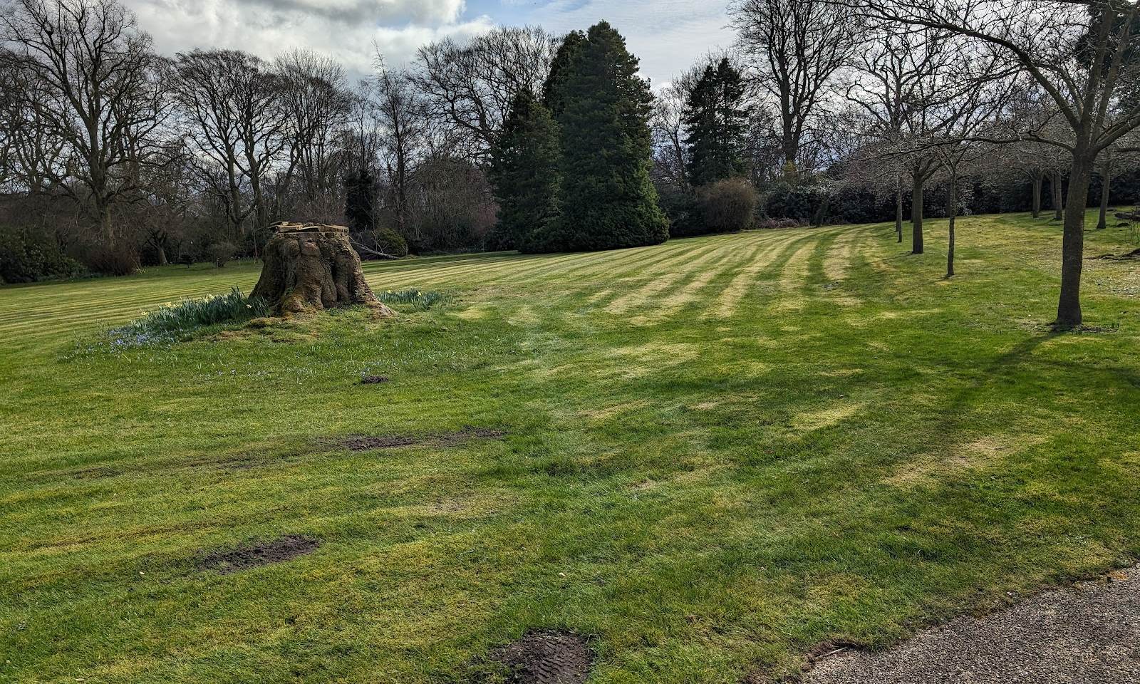 Striped parkland lawn with young trees and a mature tree line