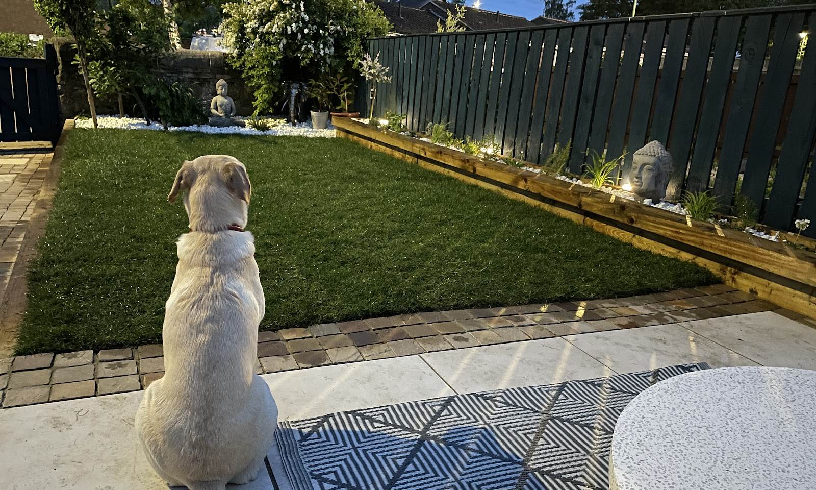 Freshly laid turf in a back garden with raised timber beds and a dog on the patio