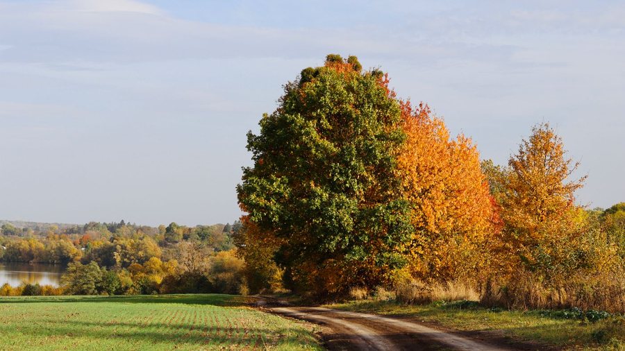 Autumn countryside, a mature tree turning beside an open field and track