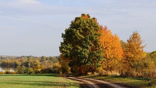 Autumn countryside, a mature tree turning beside an open field and track