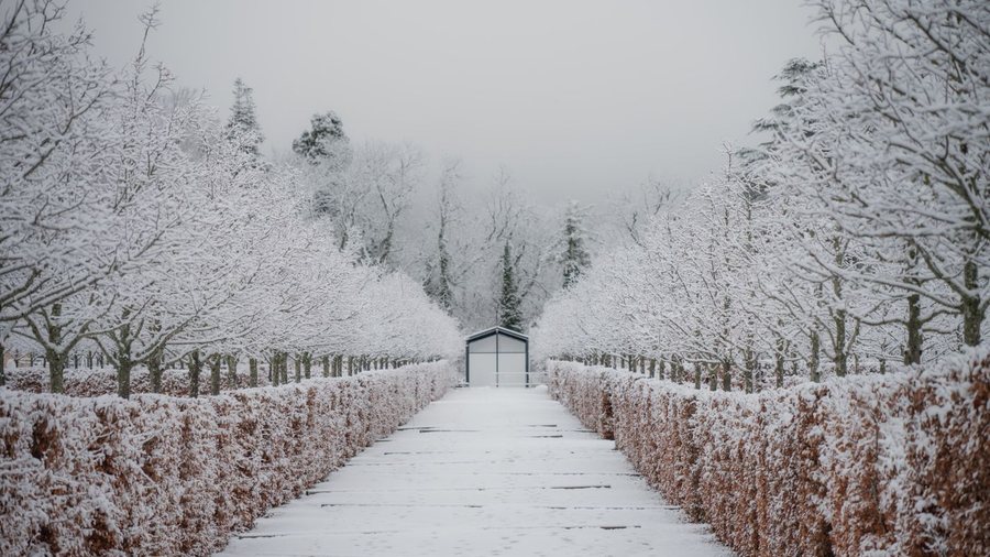 Snow lying over a formal clipped hedge avenue