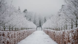 Snow lying over a formal clipped hedge avenue